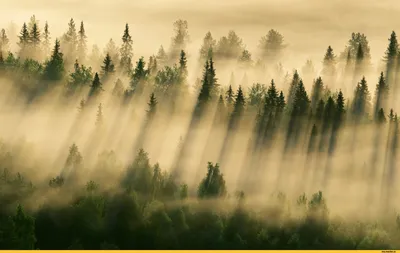 Лес и туман.. / Летним утром туман в лесу Поляна между соснами Трава и роса  при туманном утреннем свете И приходит рассвет После рассвета в лесном  массиве, утром при тумане Вдали сосны