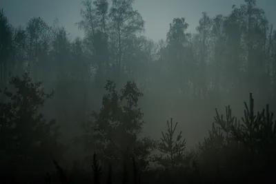 Фотообои Утренний туман в берёзовом лесу Nru58971 купить на заказ в  интернет-магазине
