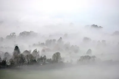 Бесплатное изображение: холод, утро, лес, туманный, осенний сезон, рассвет,  туман, дерево, туман, темный