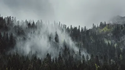 загадочный лес, туман, природа Stock Photo | Adobe Stock