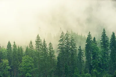 Туман В Лесу На Скрытой И Видом На Холмы — стоковые фотографии и другие  картинки 2015 - 2015, Pinaceae, Без людей - iStock