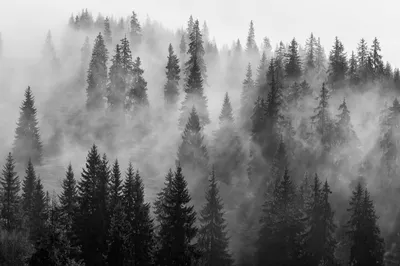 Туман в лесу :: vasja2k – Социальная сеть ФотоКто