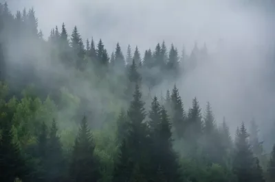 Туманный лес фото фото