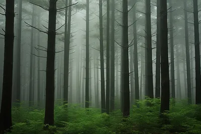 осенний туманный лес с высокими деревьями, высокое разрешение, поездки  внутри страны, дерево фон картинки и Фото для бесплатной загрузки