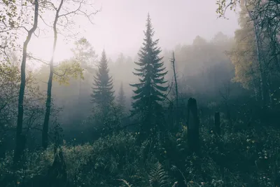 Фотообои Туманный лес купить в Москве, Арт. 9-1133 в интернет-магазине,  цены в Мастерфресок