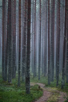 Тёмный туманный лес стоковое фото ©photocosma 74304607