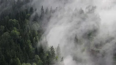Лес в тумане обои - 51 фото