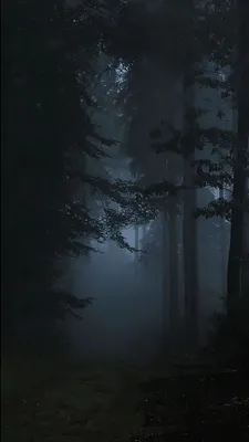 Обои туманный лес