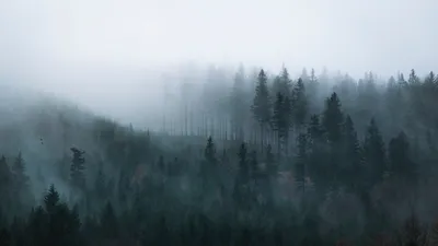 Туманный лес фото фото