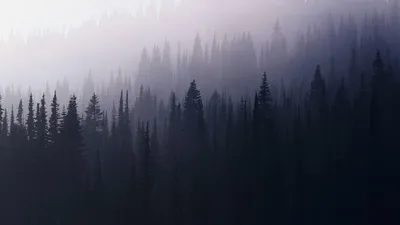 Туманный лес / Прогулки