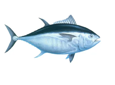 Купить филе желтоперого тунца в Минске, цена на рыбу в вакуумной упаковке