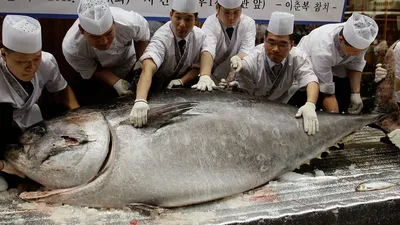 Территория Полезной Кухни - Голубой тунец🐟 – рыба не только быстрая и  крупная, но и самая дорогая в мире💰. 5 января 2013 года в Японии🇯🇵  состоялся аукцион, на котором представили морского гиганта