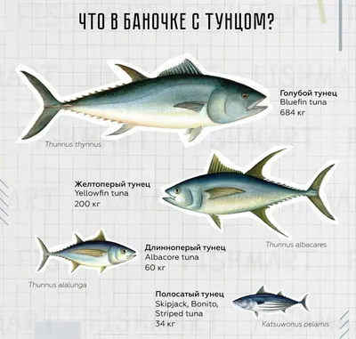 Тунец филе слабосоленое по-царски, нарезка с укропом купить по выгодной цене  в СПб