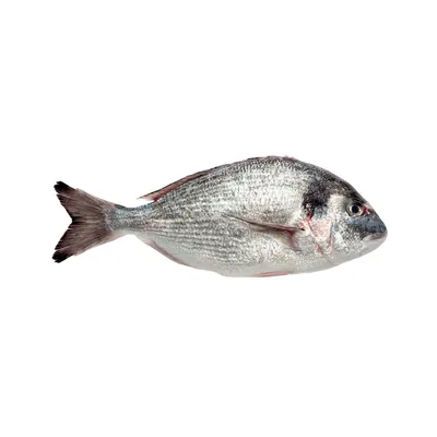 Купить Рыба и икра Тунгутун в интернет каталоге с доставкой | Boxberry
