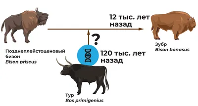 Прародитель современного рогатого скота - Тур | Дарвиновский музей | Дзен