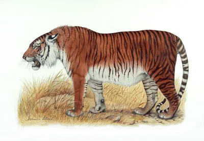 Туранский тигр фото фото