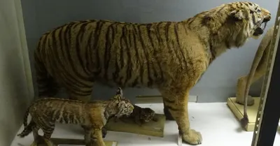 Встречи с туранским тигром | Пикабу
