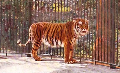 Туранский тигр: Самый выносливый тигр с супер способностями | ВКонтакте