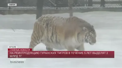 Каким был туранский (закавказский) тигр. Интересные факты о большой кошке |  Заметки о животных | Дзен