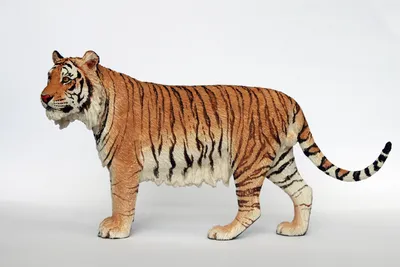 Каспийский тигр | ВКонтакте