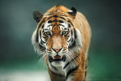Дела тонкие - 🐯 Еще сто лет назад на окраине Ташкента можно было встретить  тигра... 🐅 Вымерший туранский или каспийский тигр (Panthera tigris  virgata) веками был обычным зверем в тугайных лесах вдоль