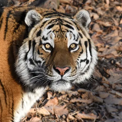 Туранский каспийский тигр (69 фото) - красивые фото и картинки pofoto.club