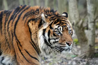 Казахстан планирует выпустить амурских тигров в природу