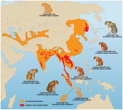 Популяцию туранского тигра возродят в Южном Прибалхашье - YouTube