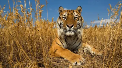 Туранский тигр: Ещё 70 лет назад на Кавказе водились особые тигры с  бакенбардами на морде. Близкий брат нашему амурскому тигру | Пикабу