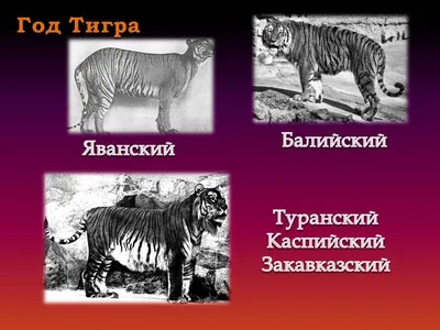 Тигр в мире, России, Верхнебуреинском районе | Государственный природный  заповедник \"Буреинский\"