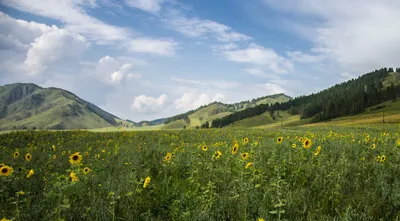 Сердце Алтая, турбаза, Алтайский район, посёлок Катунь, Айский тракт —  Яндекс Карты