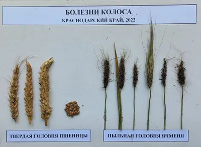 Головневые заболевания злаковых культур