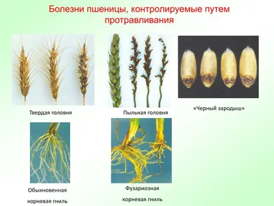 Сигнализационное сообщение № 31 - Пыльная головня на зерновых культурах