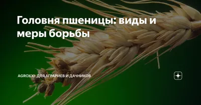 Твердая головня ячменя Грибные болезни | Syngenta