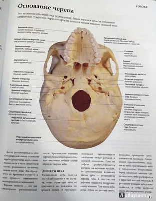 Анатомия: Нёбо, palatum. Твердое небо. Мягкое небо