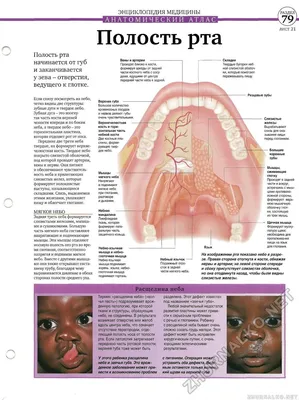 Анатомия полости рта. Губы. Слизистая оболочка рта. Дно полости рта. |  ВКонтакте
