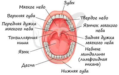 Ангина: о симптомах и лечении у взрослых читайте в статье блога Furasol®