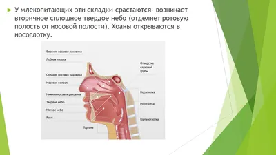 Готическое нёбо | Ирина Горохова | Дзен