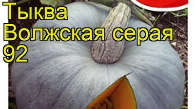 Тыква Волжская серая-92 2 г XS купить недорого в интернет-магазине товаров  для сада Бауцентр