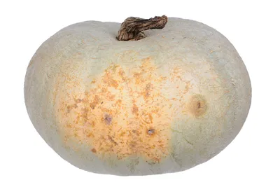 Семена Поиск Тыква крупноплодная Волжская серая 92 3 г - отзывы покупателей  на Мегамаркет