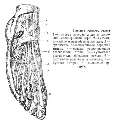 Тыльная поверхность стопы - dorsum pedis - Нижняя конечность - Топографічна  анатомія людини російською мовою (ru) - Цікава інформація медичної  спрямованості - Анатомія людини