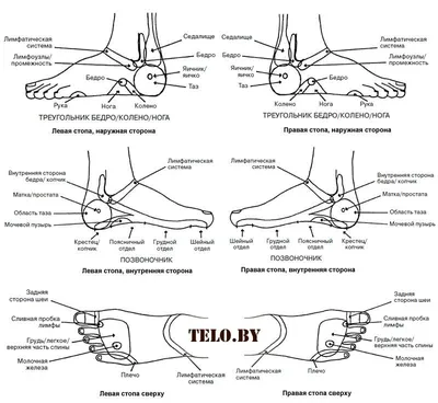 Точечный массаж стоп ⋆ Центр массажа ⋆ Статья 1