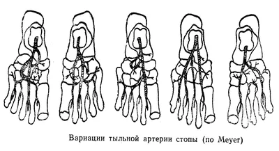 Тыльная поверхность стопы - dorsum pedis - Нижняя конечность - Топографічна  анатомія людини російською мовою (ru) - Цікава інформація медичної  спрямованості - Анатомія людини