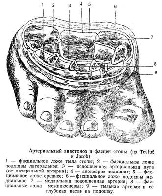 Тыльная поверхность стопы - dorsum pedis - Нижняя конечность - Топографічна  анатомія людини російською мовою (ru) - Цікава інформація медичної  спрямованості - Анатомія людини