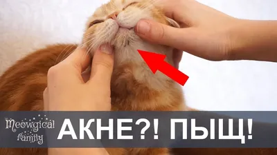 Кожные болезни кошек