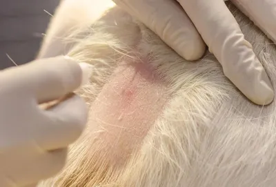 Выпадение шерсти у кошек - симптомы. причины, лечение