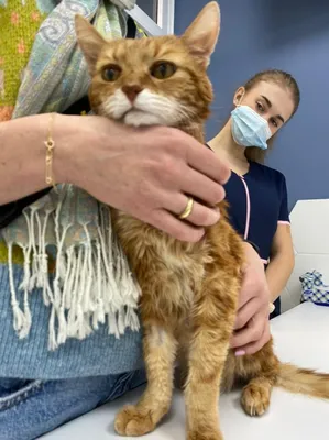 Нужна помощь ветеринара - болячки на морде у кота | Пикабу