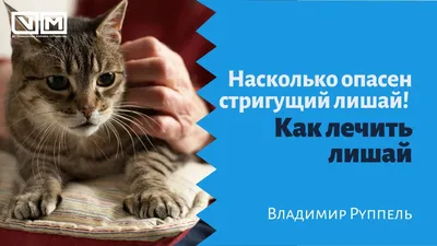 Лишай у кошек: что это такое, как лечить, как не допустить болезни, фото