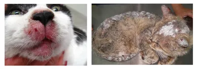 Как лечить у кота лишай, бесплатная консультация ветеринара - вопрос задан  пользователем Екатерина Малюгина про питомца: кошка Без породы (домашняя  кошка)