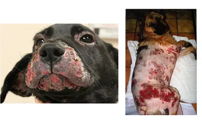 Кожные заболевания у собак: виды, симптомы, описание с фото и лечение |  PetGuru